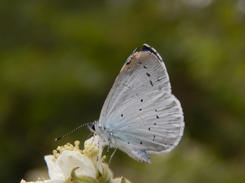 Celastrina argiolus ?